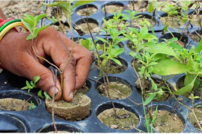 Is Stevia A Trend or The Answer?