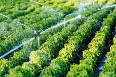 Micro Irrigation Systems Market Competitive Insights and Precise Outlook 2020-2027
