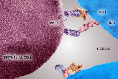 PD-L1 Biomarker Testing Market Size, In-depth Analysis Report and Global Forecast to 2028