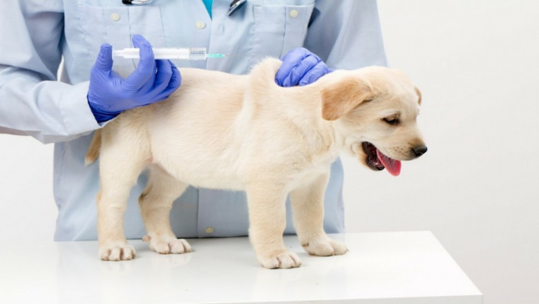 The Importance Of Veterinary Vaccines Since Humans Rely On Animals For Food, Clothing