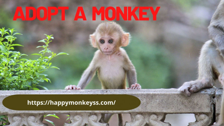 Adopt a monkey