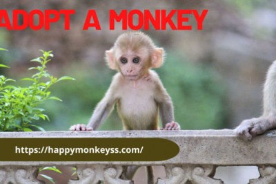 Adopt a monkey