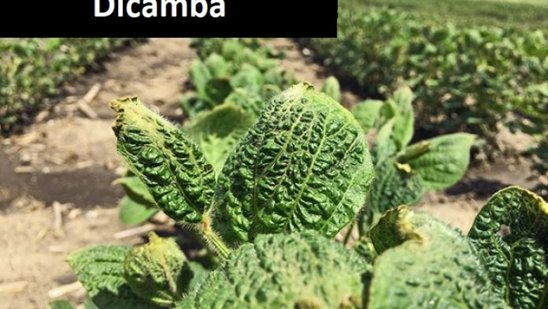 Dicamba Market 2022 | Industry Demand, Fastest Growth, Opportunities Analysis and Forecast To 2028