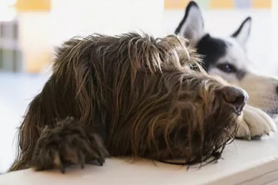 Pet acupuncture Singapore