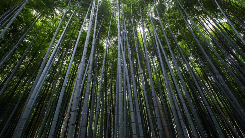 the worst advice you could ever get about detox and debloat