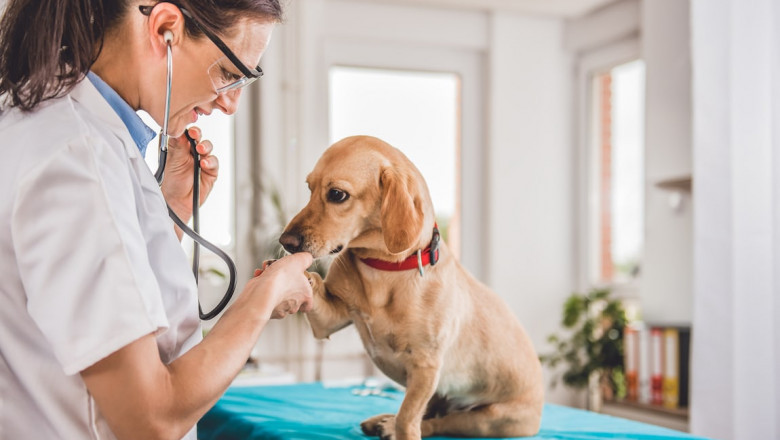 Animal Healthcare Market Outlook, Study, 2019-2027
