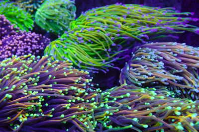 Crucial Questions to Ask Before You Decide to Grow SPS Corals.