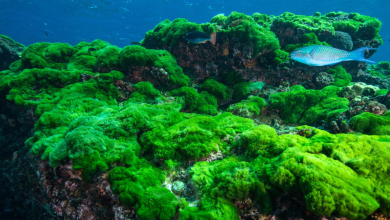 Global Algae Market Overview, Outlook and Regional Analysis during the Forecast 2019-2027
