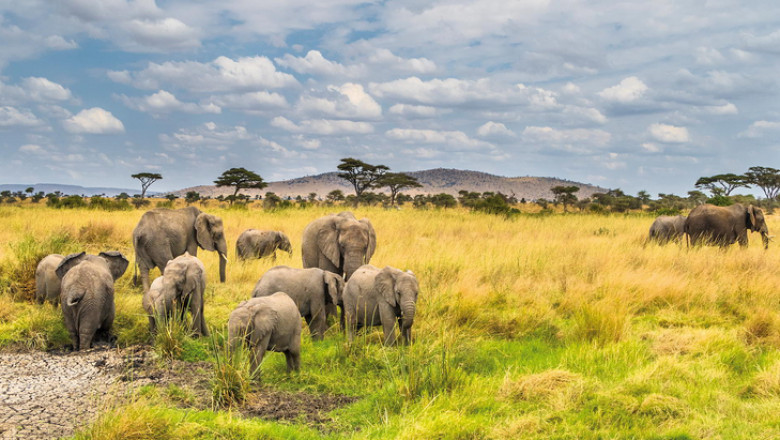 Serengeti Safari One Day at A Time - A Real Episode to Glimpse