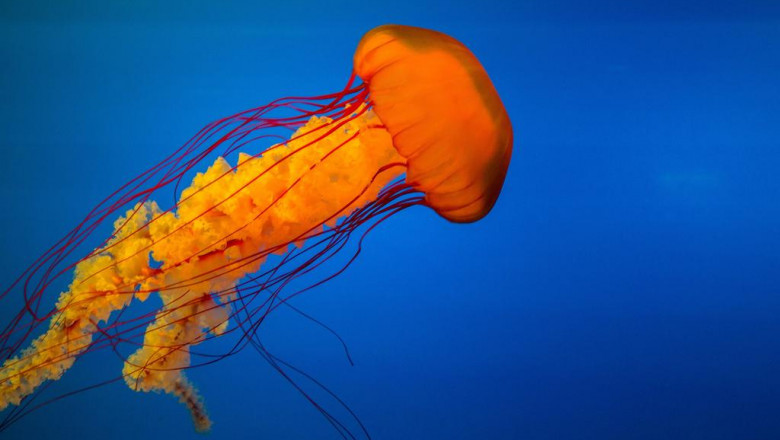 using video to add to your site traffic