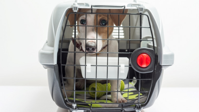 How to Select the Best Dog Car Seat for Safety?