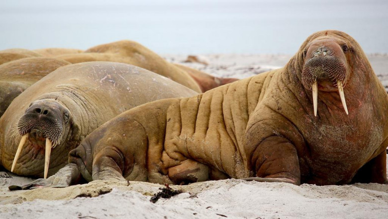 7 things about buy organic donkey milk cosmetics online youll kick yourself for not knowing