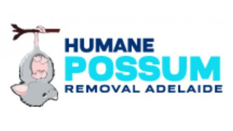 Humane Possum Removal Adelaide