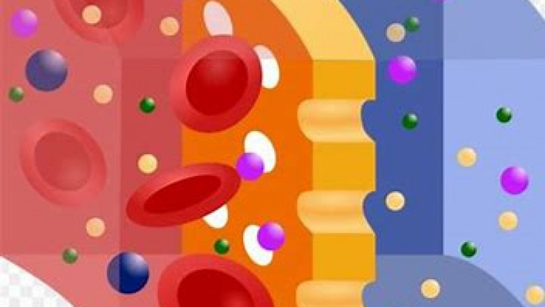 Selective Permeable Membrane Market 2022 Industry Report by Key Players, Industry Outlook and Opportunity Analysis till 2028