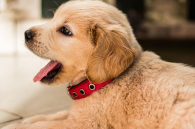 Puppy Biting: 5 Steps To Successfully Stop Puppy Biting For Good