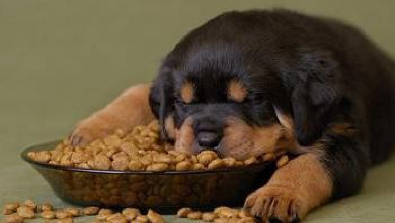 Qual è il buon cibo per allevare cuccioli e cani giovani?