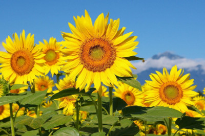 Sunflower Seeds Can Also Be Crushed Into Flour And Used In Baking