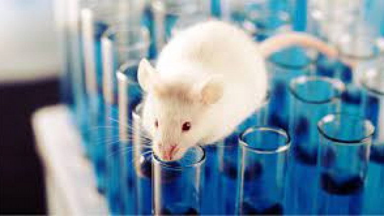Animal Model Market Insight | Outlook | Growth Analysis Report 2022-2028
