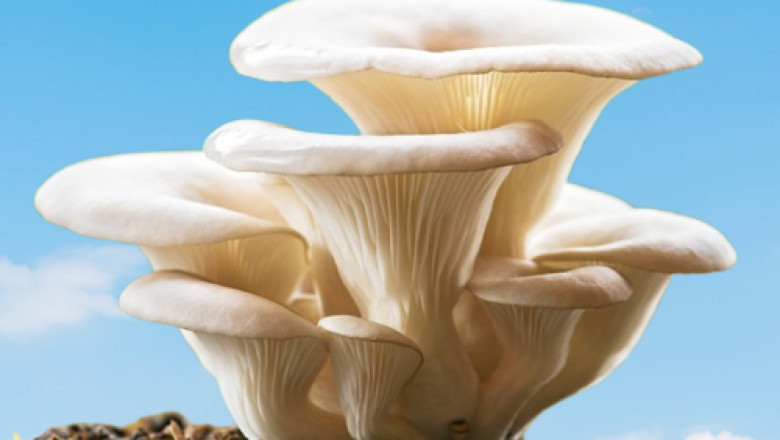 Buy magic mushrooms in Australia