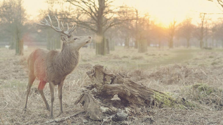 criminal defense attorneys petersburg fl morris law criminal defence lawyer