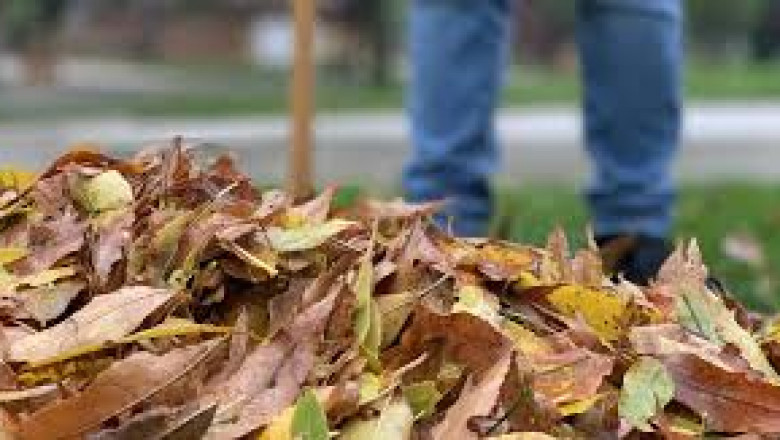 Everything You Need To Know About Leaf Cleanup