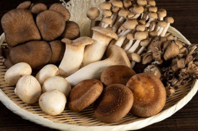 Mushroom Protein Market 2022 | Industry Demand, Fastest Growth, Opportunities Analysis and Forecast To 2028