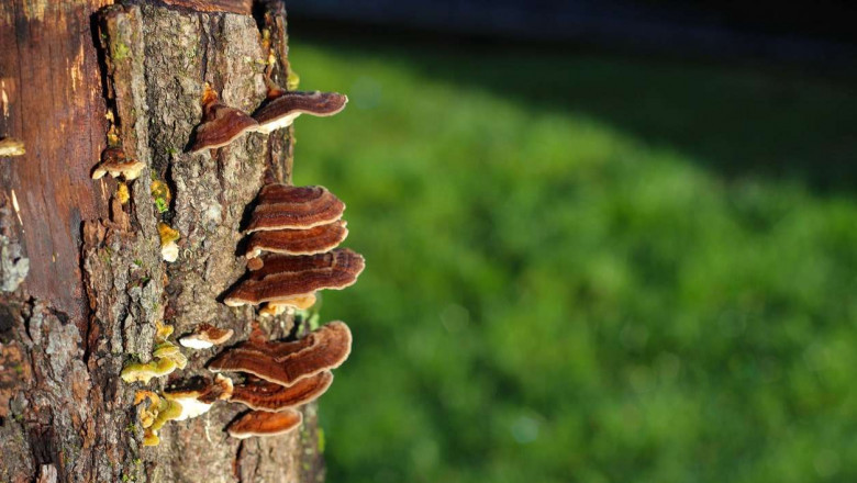 reishi blood pressure