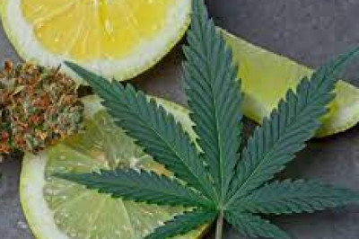 Terpenes Market 2022 Major Key Players and Industry Analysis Till 2028