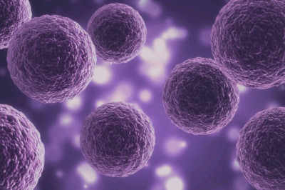 3D Cell Culture Market - Forecast (2022 - 2027)