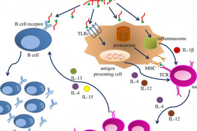 A toll-like receptor or a pattern recognition receptor is thought to activate the innate immune system through immunostimulatory adjuvants