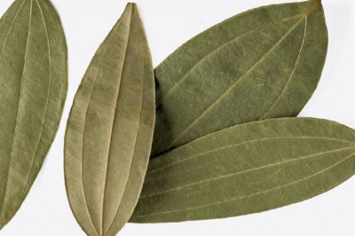 Bay Leaf Market Growth And Analysis