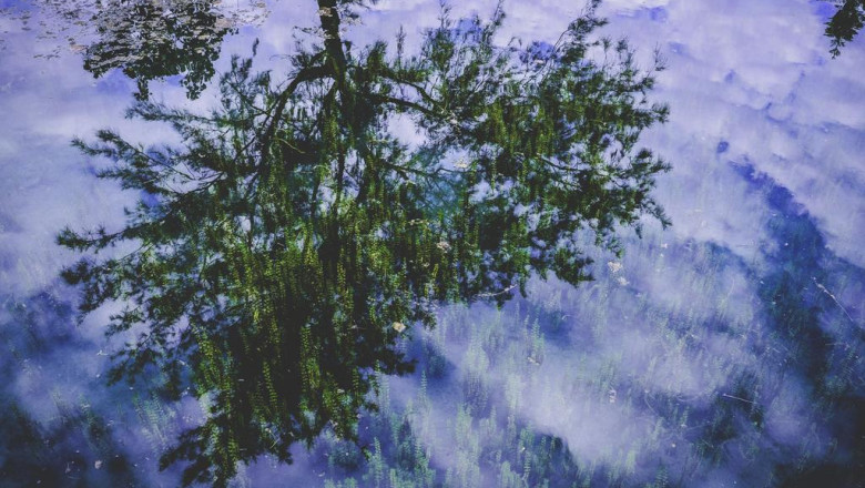 expert rug cleaning tools supplies tools