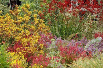 Magical Tips to Grow Australian Native Plants in Your Garden