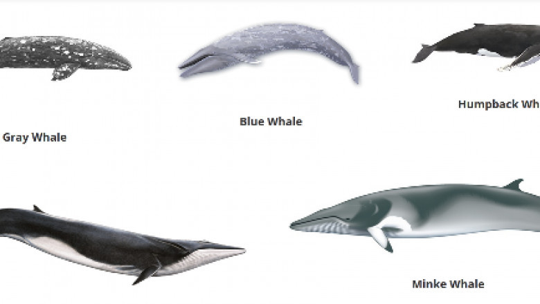 Want to get up close and personal with gray whales in mission bay