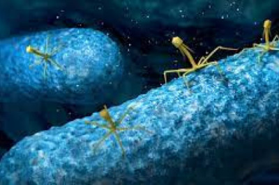 Bacteriophage Therapy Market 2022 Key Players, Share & Forecast Report to 2028