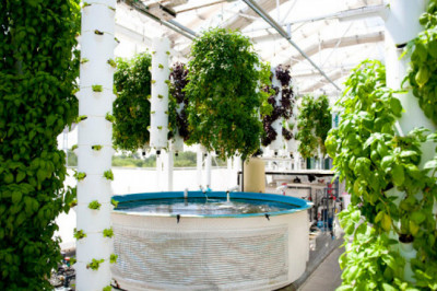 Aquaponics Farming Market Size, Share, Regional Overview and Global Forecast to 2028