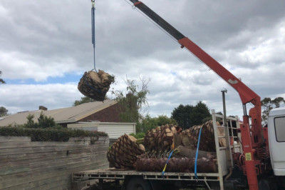 Working With Tree Solution Professionals To Handle Your Trees