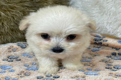 Toy Miniature Poodles For Sale Texas | Abcpuppy.com