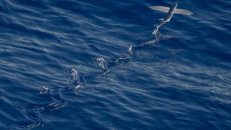 20 gifts you can give your boss if they love milk monkey