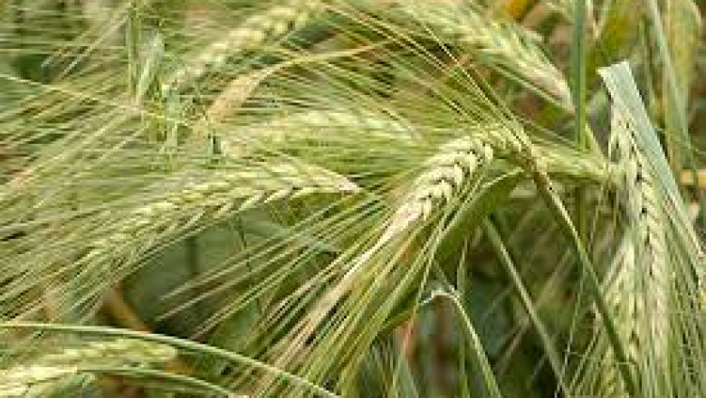 Report on Rye Market Research 2028 - Value Market Research