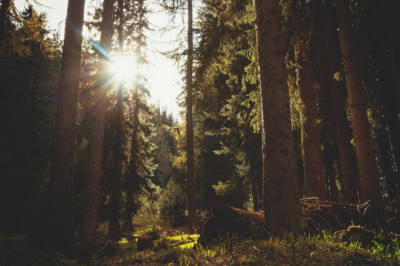 beltone complimentary online hearing screening