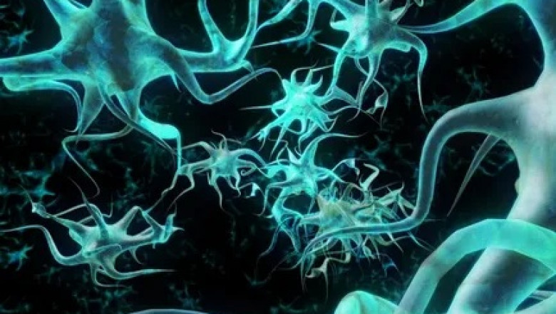 The nerve repair and regeneration process includes taking a segment of an unrelated nerve as a bridge to reconnect the damaged nerve.