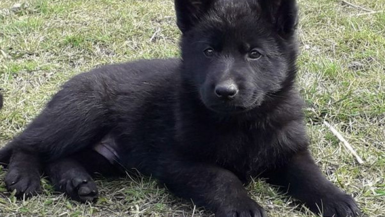 Deutscher schäferhund schwarz