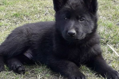 Deutscher schäferhund schwarz