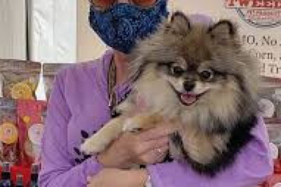 Here You Get the Best Product for Your Pet