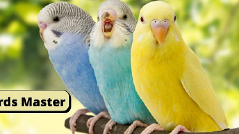 How long do budgies live as pets