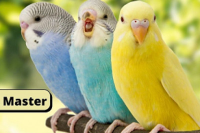 How long do budgies live as pets
