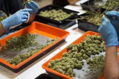 The Buds of a Flower are Removed Before Gathering | LTD TRIMMING