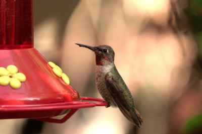 3 Reasons to Buy Vetafarm for Your Pet Bird