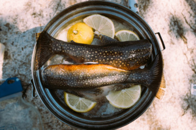 Health Benefits of eating trout Fish